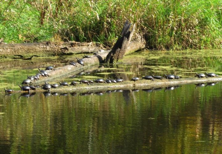 Midland Painted Turtles